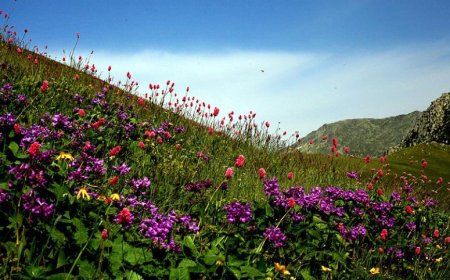 Rüyada Bitki Görmek: Bereket, Şifa ve Makam Sembolleri Üzerine Kapsamlı Yorum