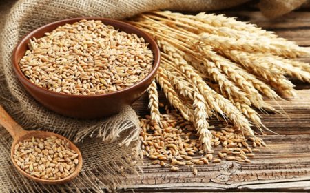 Rüyada Buğday Görmek Ne Anlama Gelir? Âlimlerden Derinlemesine Tabirler