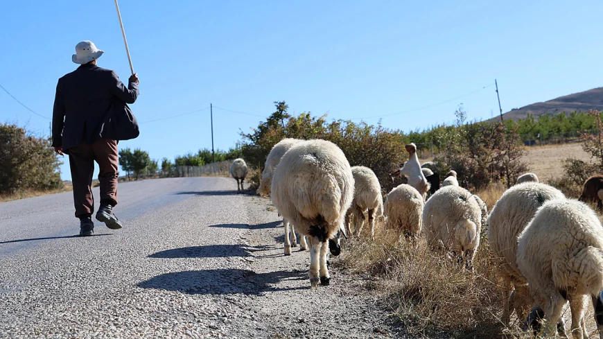 Rüyada çobanlık yapmak ne anlama gelir? En kapsamlı tabirler