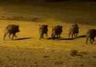 Rüyada domuz görmek ne anlama gelir? İslami ve psikolojik tabirler