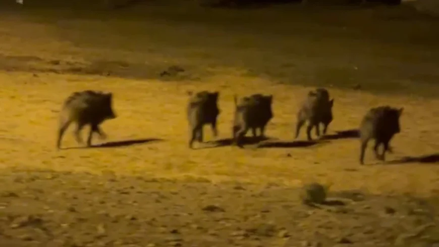 Rüyada domuz görmek ne anlama gelir? İslami ve psikolojik tabirler